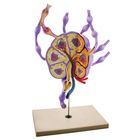 Eisco Human Lymph Node Model