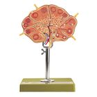 Somso&reg; Lymph Node Model