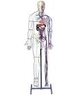 Human Full Figure Nervous And Circulatory System Model