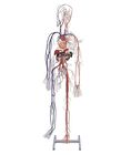 Human Full Figure Circulatory System Model