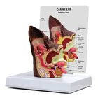 GPI Anatomicals&reg; Canine Ear (Normal/Infected) Model