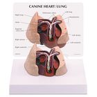 GPI Anatomicals&reg; Canine Heart/Lung Model