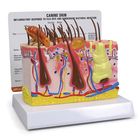 GPI Anatomicals&reg; Canine Skin Model
