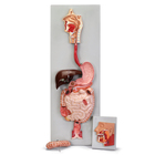 Altay Human Digestive System Model