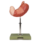 Somso&reg; Human Stomach Model