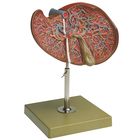 Somso&reg; Human Liver and Gallbladder Model