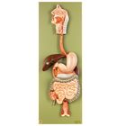 Somso&reg; Human Digestive Tract Model