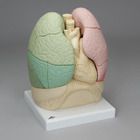 3B&reg; Human Segmented Lung Model