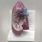 GPI Anatomicals&reg; Human Lung Model