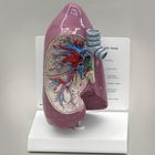 Gpi Anatomicals Human Lung Model