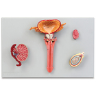 Altay Human Male Reproductive System Model Set