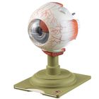 Somso Human Eye Model
