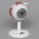3B&reg; Human Eye Model