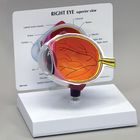 Gpi Anatomicals Economy Human Eye Model