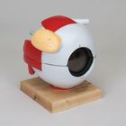 Denoyer-Geppert Giant Five-Part Human Eyeball Model