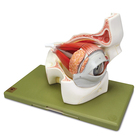 Somso&reg; Human Eye in Orbit Model