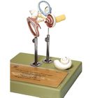 Somso Human Inner Ear Model, 4x
