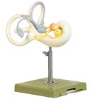 Somso Human Inner Ear Model, 18x