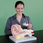 Altay Human Ear Model