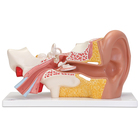 3B&reg; Human Ear Models