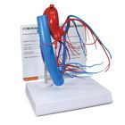 GPI Anatomicals&reg; Human Coronary Arteries and Cardiac Veins Model