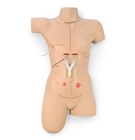 Life/form&reg; "Surgical Sally" Bandaging Simulator