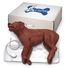 CasPeR The CPR Dog