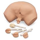 Life/form&reg; Prostate Examination Simulator