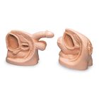 Life/form&reg; Male & Female Catheter Model Set