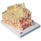 3b Bone Microanatomy Model