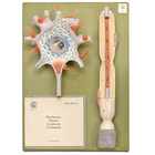 Somso&reg; Human Neuron Model