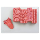 Altay Microstructure of the Human Tongue Model
