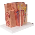 3B&reg; Kidney Microanatomy Model