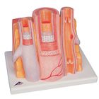 3B&reg; Artery and Vein Microanatomy Model