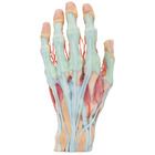 3-D Printed Human Superficial Hand Dissection Model