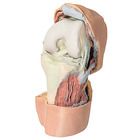 3-D Printed Human Flexed Knee Joint