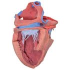 3-D Printed Internal Heart Structures Model