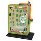 Plant Cell Model, Staco