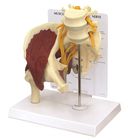 GPI Anatomicals&reg; Human Muscled Hip with Sciatic Nerve Model