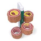 GPI Anatomicals&reg; 4-Piece Human Artery Model