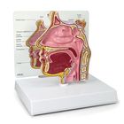 GPI Anatomicals&reg; Human Sinus Model