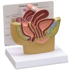 GPI Anatomicals&reg; Human Female Pelvis Model