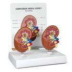 GPI Anatomicals&reg; 2-Piece Companion Animal Kidney Model