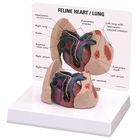 GPI Anatomicals&reg; Feline Heart/Lung Model