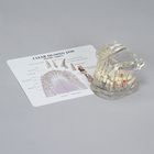 Gpi Anatomicals Human Jaw Pathology Clear Model