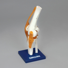 Carolina&reg; Human Joint Models