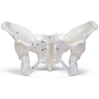Carolina&reg; Human Female Skeletal Pelvis, Plastic
