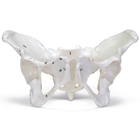 Human Female Skeletal Pelvis Plastic