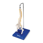 Carolina&reg; Miniature Human Spine with Femur Heads Model