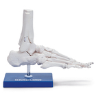 Human Skeletal Foot Model